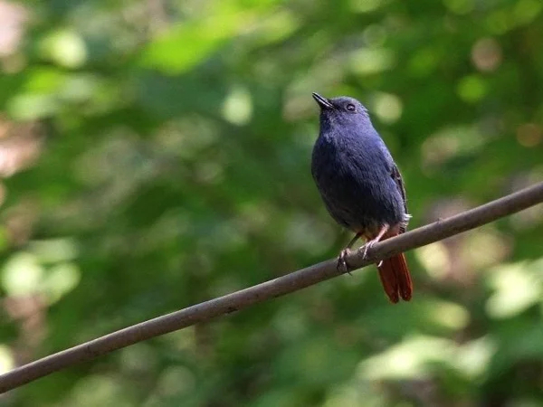 Birds and Mountain Multi Day Tour in Kathmandu