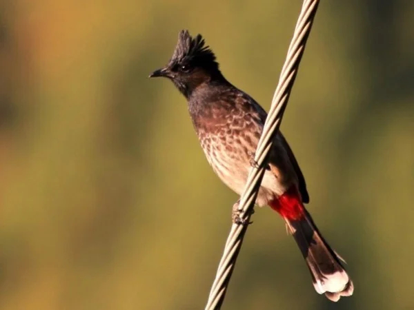 Birdwatching and Photography