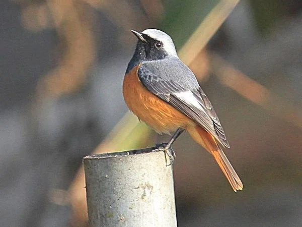 Birds of Phulchauki Mountain - Private Full Day Tour in Kathmandu