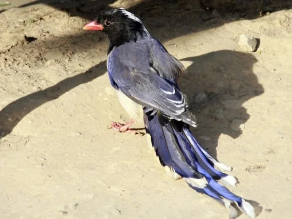 Birding Multi Day Tour in Kathmandu