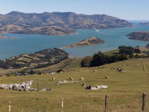 Akaroa and Banks Peninsula Local Private Day Tour