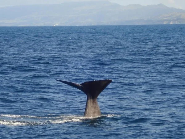 Kaikoura Day Tour with Whale Watching from Christchurch