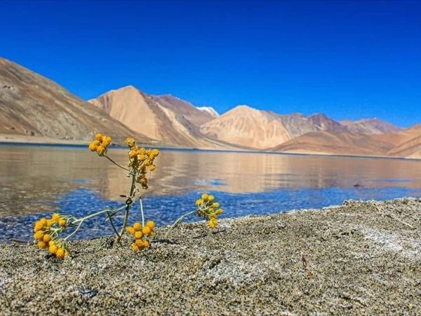 Amazing Five Days Tour in Ladakh