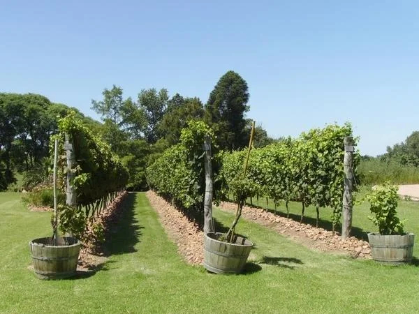 Beautiful Montevideo and interesting Winery private Shore Excursion Tour