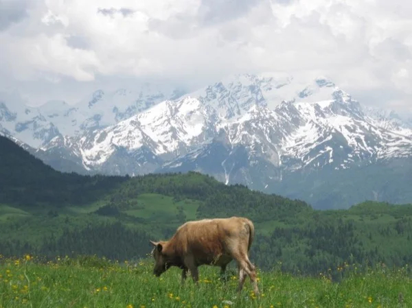 7 Days Private Tour including Svaneti region