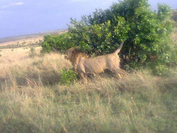 4-day trip to Masai Mara and Lake Nakuru