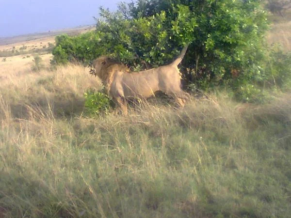 Samburu & Great Rift Valley. Lakes Baringo, Bogoria - 5 days camping safari in Kenya