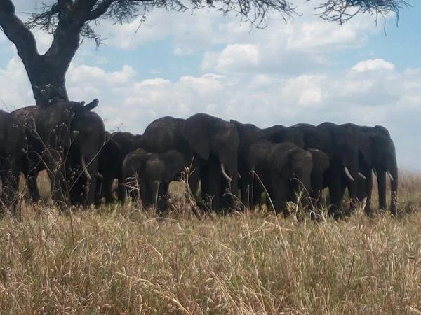 4 days Amboseli, Tsavo East and Tsavo West