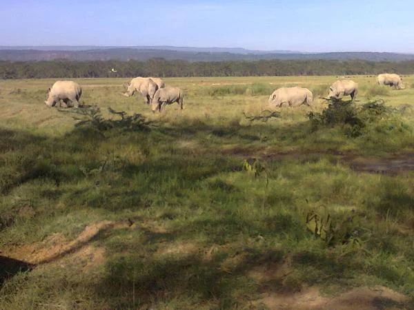 5-day Lake Naivasha, Lake Nakuru and Masai Mara Safari