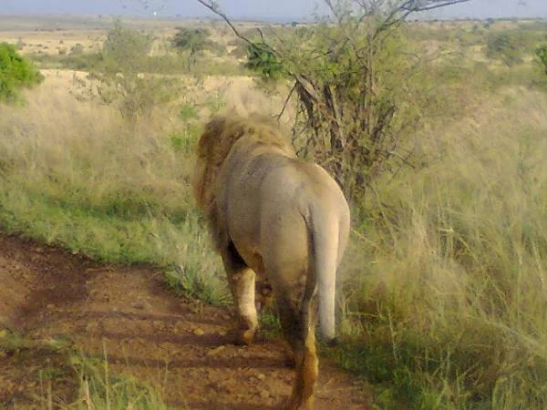 7 days Kenya beach holiday safari