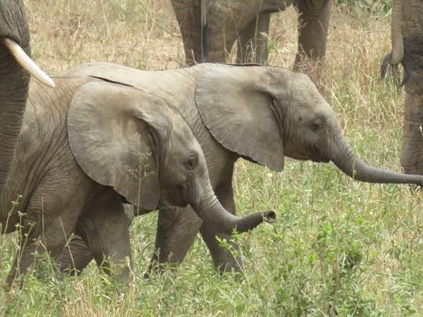 Visit Tarangire National Park
