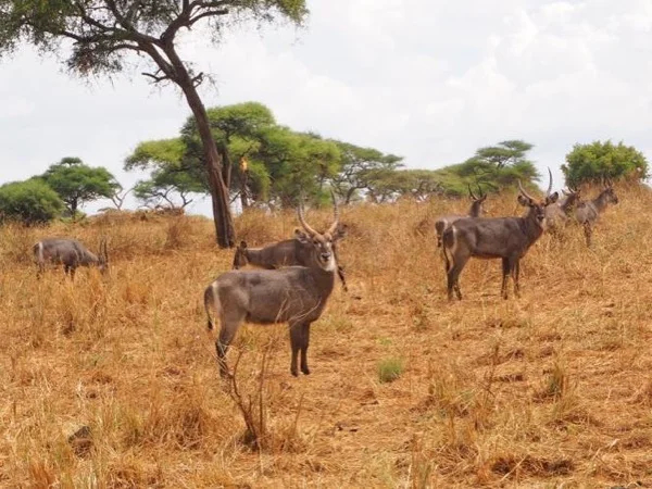 4 days - Tanzania wildlife Experience
