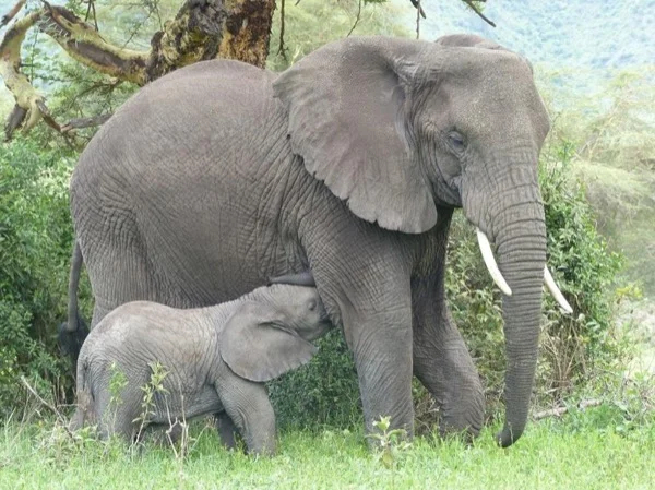 Tarangire, Serengeti and Ngorongoro Wildlife Safari