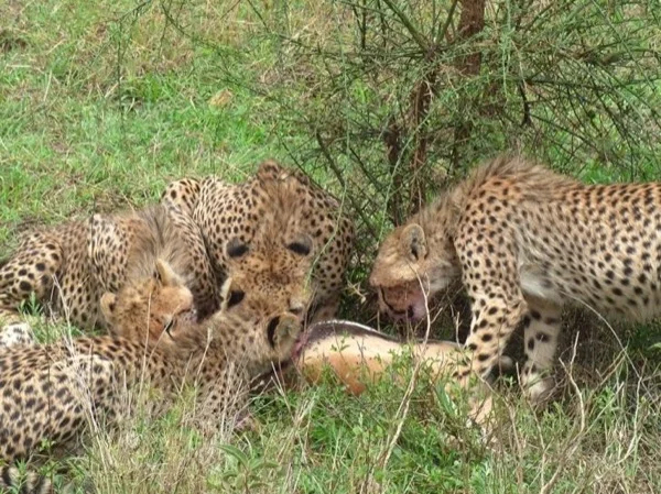 Tarangire, Serengeti and Ngorongoro Wildlife Safari