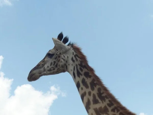 Arusha , Tarangire, Serengeti, Ngorongoro Wildlife Safari and Olduvai Gorge