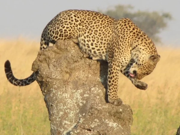 Arusha , Tarangire, Serengeti, Ngorongoro Wildlife Safari and Olduvai Gorge