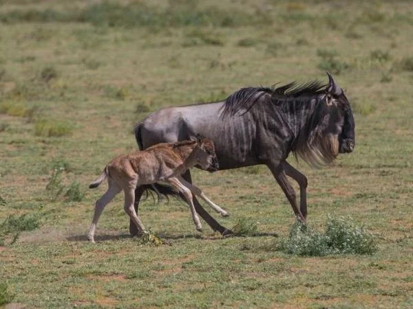 Serengeti Safari