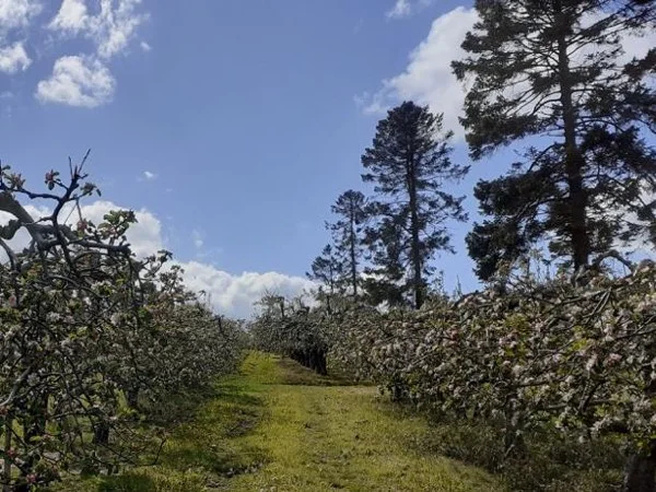 Apple Cider Tasting & Tour