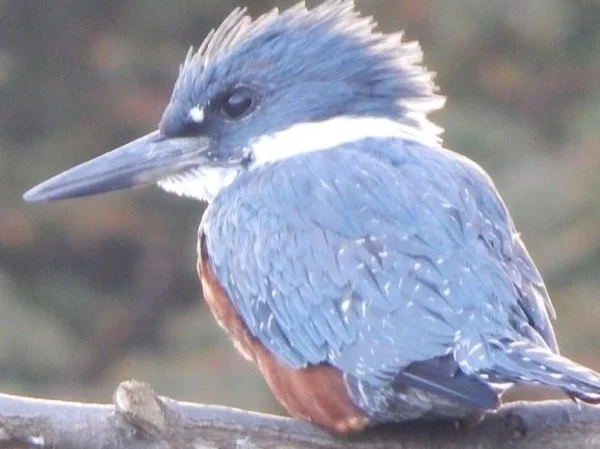 Birdwatching at the end of the world