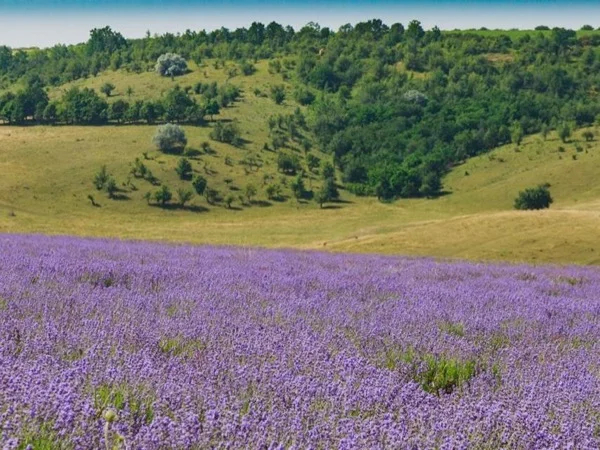 Lavender tour and Mimi Wine Castle