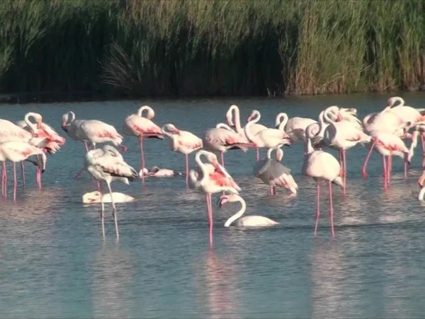 One day in the National Park of Camargue