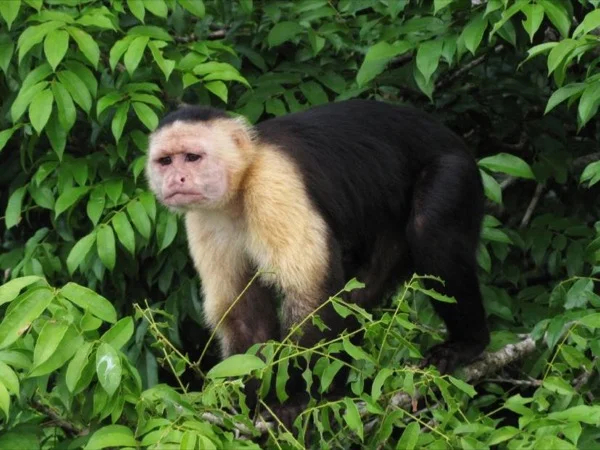 Natural Wonders of the Panamanian Rainforest - a Private Tour for Panama City