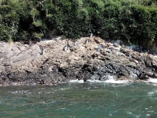 Long Full Day Chiloe Island Penguins Colony