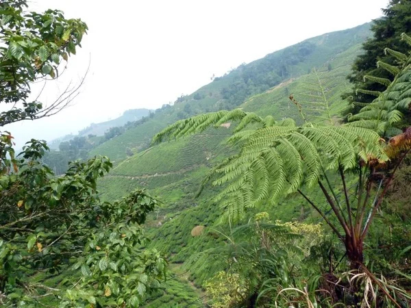 Cameron Highlands Tea Plantations and Strawberry Fields