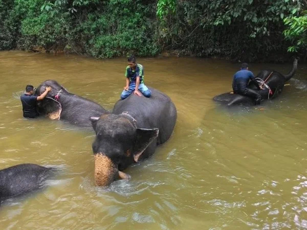 Kuala Lumpur Elephant Sanctuary Full Day Tour