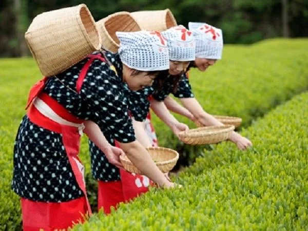 Seasonal Tour! Teapicking with a great view of Mt. Fuji, closest tea field from Tokyo