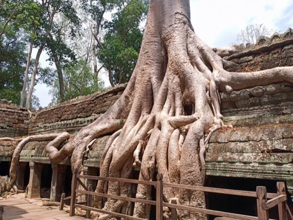 Taprohm & Banteay Kdey Temples