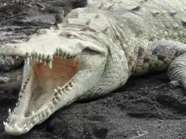 Crocodile River Boat Tour