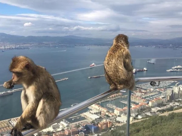 Rock of Gibraltar Skywalk and Suspension Bridge Tour