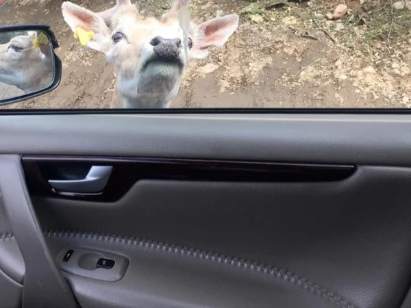 Canada's wildlife is just an hour away from Ottawa
