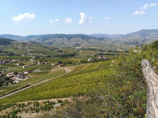 Lantignié to Beaujolais vineyard half day wine tour