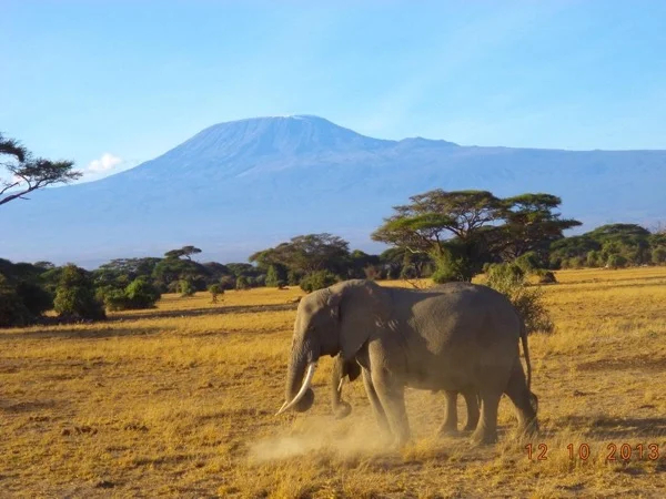 Amboseli National Park Private Safari