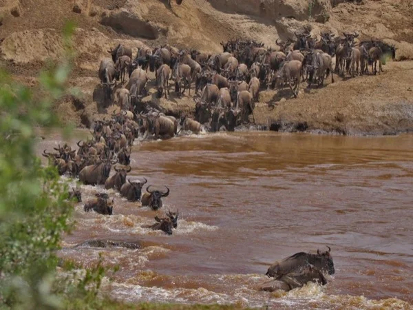 Masai Mara Great Migration Safari