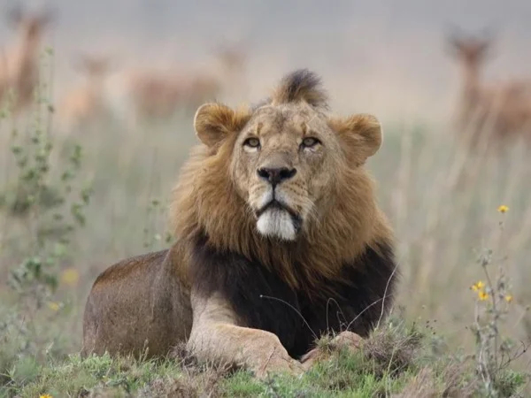 Nairobi National Park Urban and Wild Safari