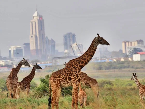 Best of Kenya in 15 days - Photographic Safari
