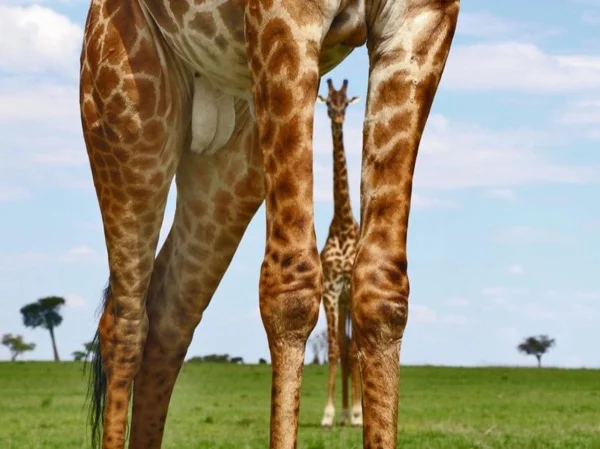 5 days, Masai Mara, Lake Nakuru & Lake Naivasha Relaxation Safari