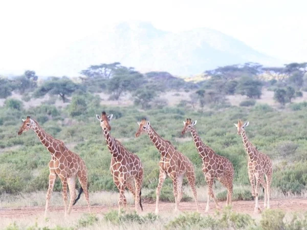 Kenya in a Fortnight