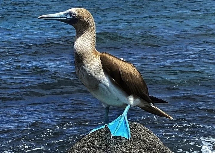 Galapagos in few days