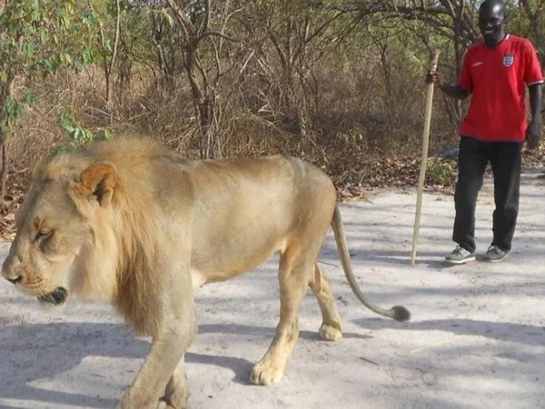 Two days, 1 night tour: Walk With The Lions in Fathala Animals Reserve