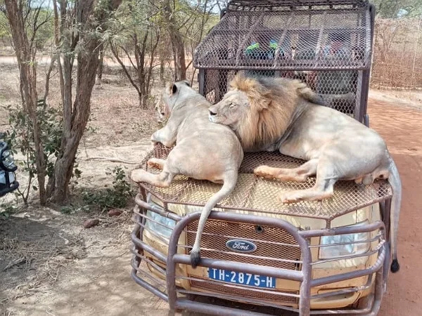 Half Day Safari with the lions And Safari Game Drive in Bandia Animals Réserve
