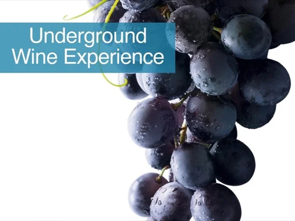 Underground Wine Experience Half Day Tour