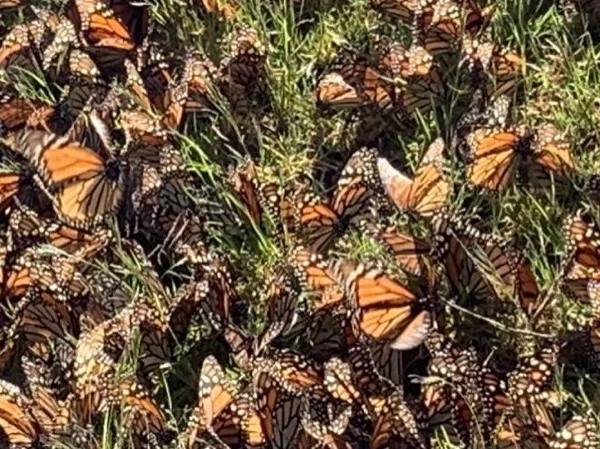 Monarch Butterflies full day private tour