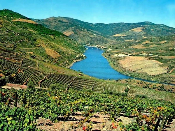 Tasting Wine Through Douro Valley Full Day Tour From Porto