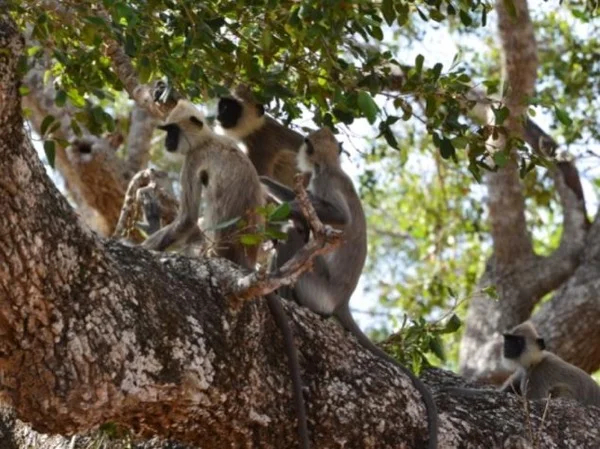 Landscapes and wildlife at Yala National Park - Full Day Tour