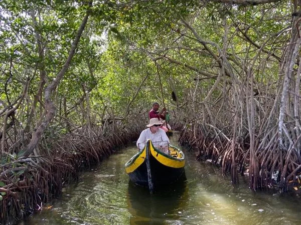Mangroves Private Tour
