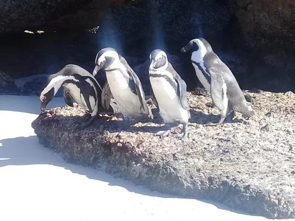 African Penguins experience Half Day Tour.